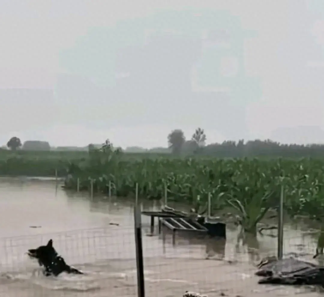 暴雨肆虐周口养鸡场，狗狗跳水救援！主人：最无助时有它相伴  